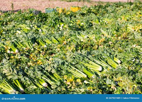 Celery Sprouts Crop on Vegetable Field Stock Image - Image of farm ...