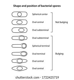 Types Of Bacterial Spores