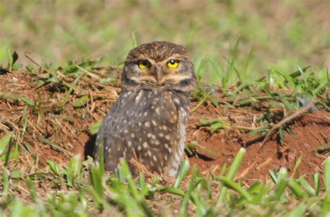 AVES BRASILEIRAS: coruja-buraqueira (Athene cunicularia) Bauru - SP