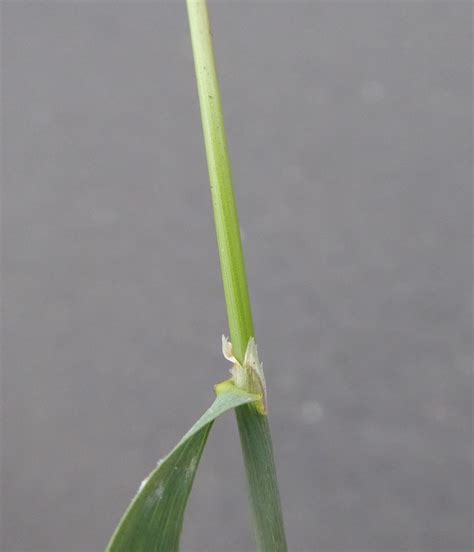 Agrostis stolonifera Profile – California Invasive Plant Council