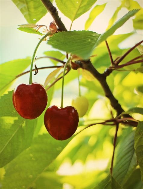 Fotos Gratis Rbol Rama Flor Fruta Hoja Comida Verde Rojo