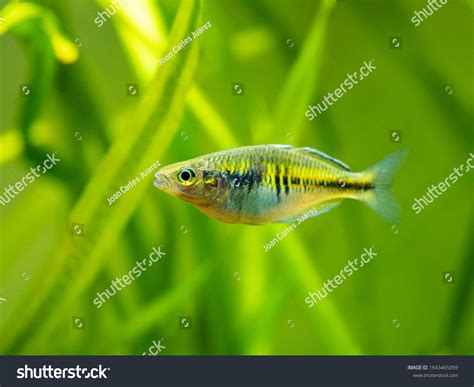 169 Boesemani Rainbowfish Images Stock Photos And Vectors Shutterstock