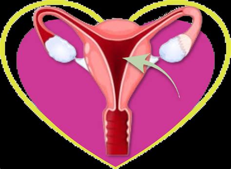 SS4.2 Endometrial Biopsy - TLC Women's Health Center