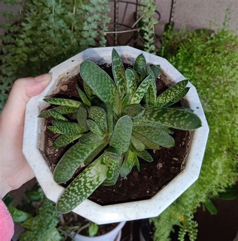 Гастерия и кактус. Здоровые, взрослые растения. Гастерия очень хорошо ...