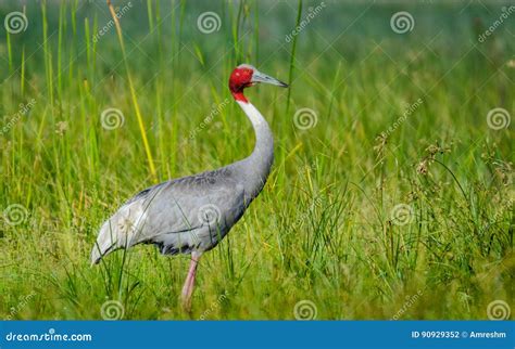 Sarus Crane Stock Image | CartoonDealer.com #5899453