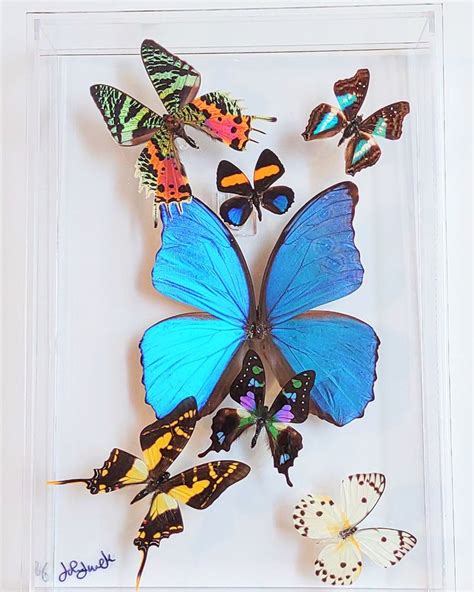 A Group Of Butterflies In A Glass Frame