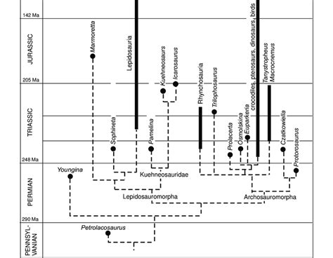 Early diapsid phylogeny on a stratigraphic scale based on the current ...