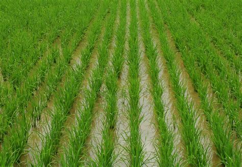 Philrice Reminds Farmers On Proper Water Management In The Rice Fields