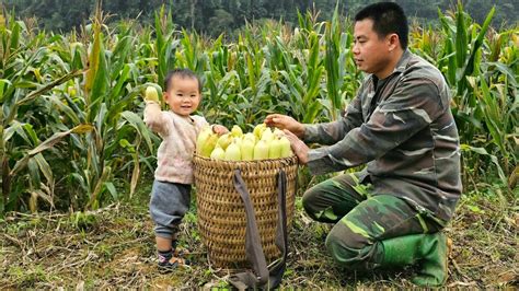 Harvesting Corn Garden Goes To The Market To Sell Taking Care Of Pigs