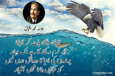 Allama Iqbal Shaheen Poetry | Beautiful Shaheen Poetry Pics