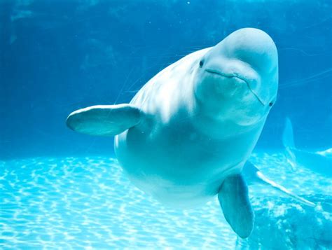 Beluga Whale - Facts, Diet & Habitat Information