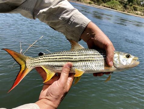 Catching Tigerfish At The Zambezi Bushguide 101