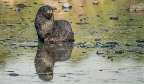 330 Seal Animal Sea Dog Nature Stock Photos Pictures And Royalty Free