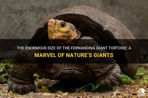 The Enormous Size Of The Fernandina Giant Tortoise: A Marvel Of Nature ...