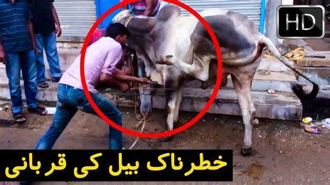 Dangerous Cow 2020 Most DANGEROUS Bulls For Qurbani At Eid Ul Adha