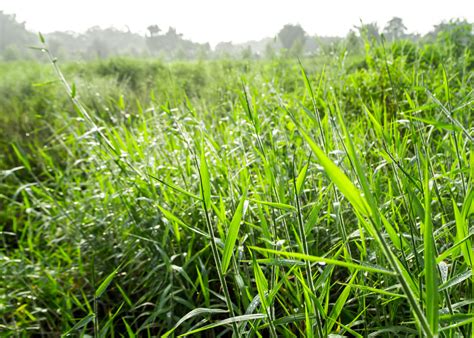 Brachiaria Decumbens