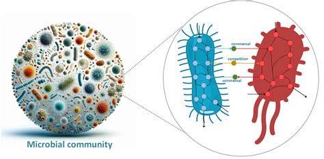 GitHub - mirzaei-s/microbial_interactions