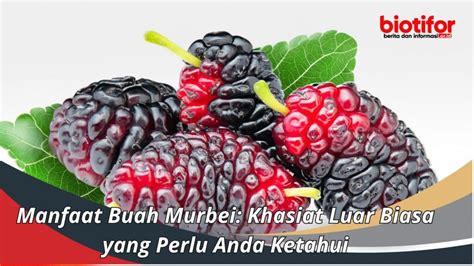 Manfaat Buah Murbei Khasiat Luar Biasa Yang Perlu Anda Ketahui Biotifor