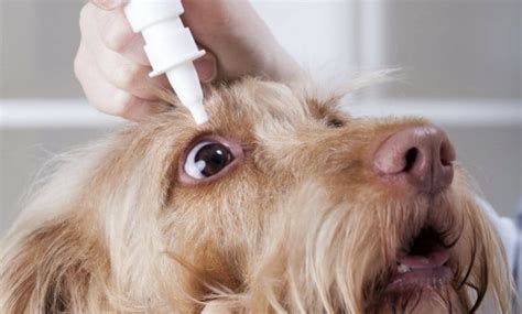 5 Formas De Detectar La Conjuntivitis En Perros Causas Y Tratamiento