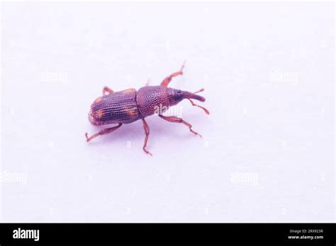 macro photo of sitophilus oryzae Stock Photo - Alamy