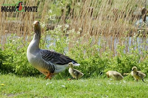 Allevamento Poggio di Ponte - Toulouse Goose