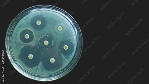 Antimicrobial Susceptibility Test By Diffusion Kirby Bauer On Dark