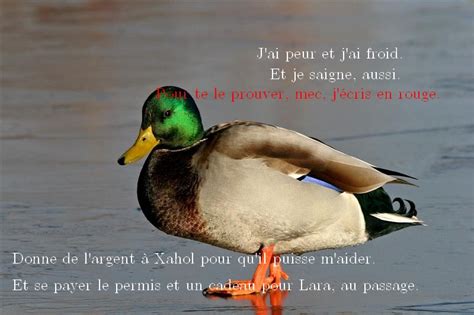 Blague Marrante Sur Les Canards Humourew