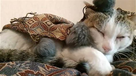 Кот Помпон! - YouTube