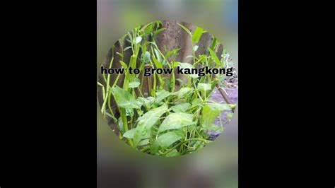 How To Grow Kangkong Water Spinach Youtube