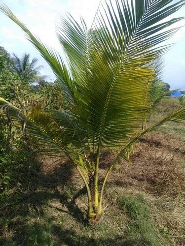 Full Sun Exposure Yellow Hybrid Coconut Plant For Outdoor Red Sandy