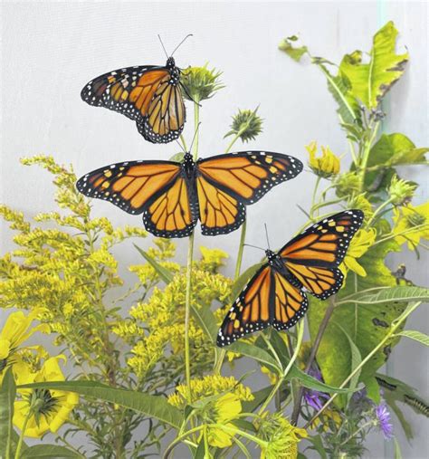 Monarch Butterflies Take Center Stage Galion Inquirer