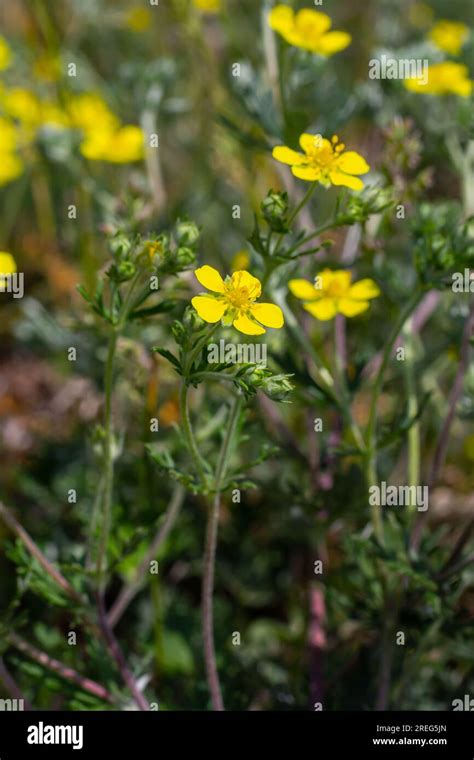 Potentilla Neumanniana Is A Shrub With Yellow Flowers Stock Photo Alamy