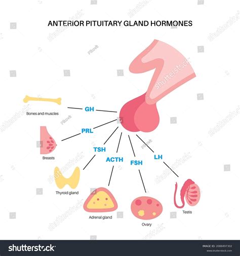 Pituitary Gland Anatomy Human Endocrine System Stock Vector Royalty