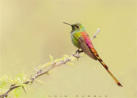 Fotografía Bonus Track de Luis Puebla en FotoNat org