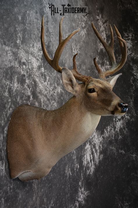 Whitetail Deer Taxidermy Shoulder Mount For Sale Sku 1511 All Taxidermy