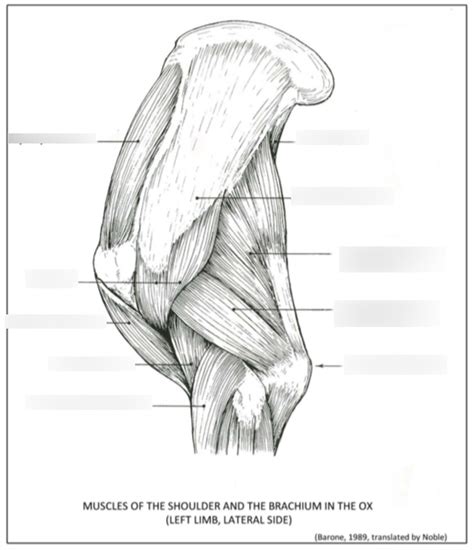 Diagram Of Tv Anatomy Lateral Forelimb Muscles Quizlet