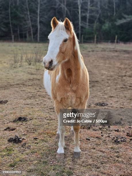 3,537 Filly Stock Photos, High-Res Pictures, and Images - Getty Images