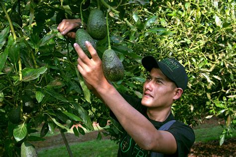 Exportadores De Aguacate Hass Mexicano Productores De Aguacates Hass