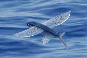 Category: Epipelagic Zone - Deep Sea Critters