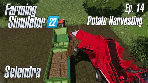 FS22 Selendra Episode 14 POTATO HARVESTING Farming Simulator 22