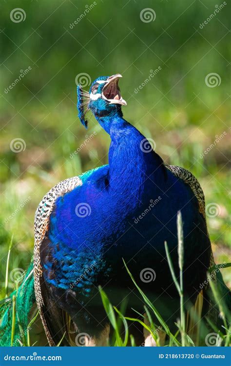 Peacock Mating Dance For Peahen Royalty-Free Stock Photo ...