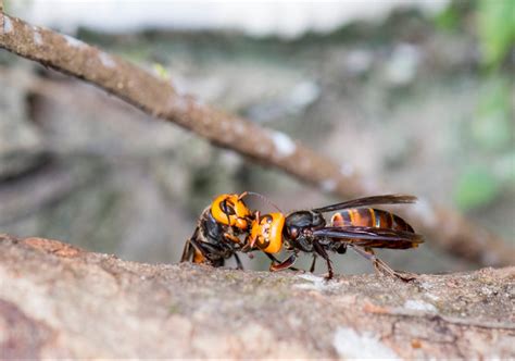 “murder” Hornets Should You Panic Probably Not Heres Why Purdue University Pestandcrop