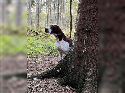 Französischer Vorstehhund Hündin 5 Jahre Braun Weiß