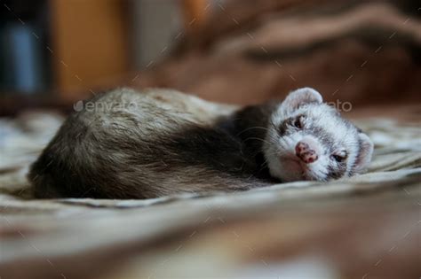 ferret sleeping on a blanket Stock Photo by loskyt7 | PhotoDune