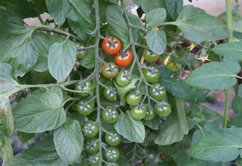 Le Jardin De Cocagne De La Haute Borne Norabio