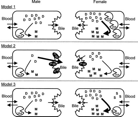 Schematic Diagram Of Three Proposed Models Causing Sex Difference Of