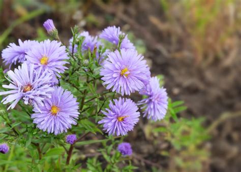 You Can Sow Asters Indoors To Harden Off, Or Directly Outdoors In A ...