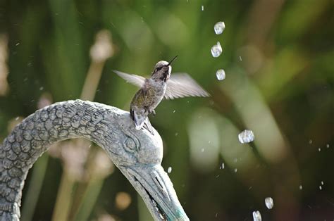 Hummingbird Have A Seat Photograph By Gaby Ethington Pixels