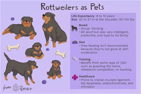 Rottweiler Temperament: A Dog Owners’ Guide - PetScreening