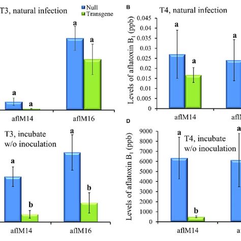 Aflatoxin Production In The Transgenic And Null Kernels Of Two